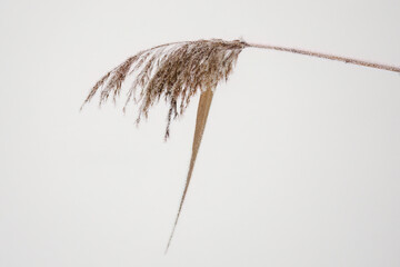 dry reed grass with snow flakes at a cold winter day