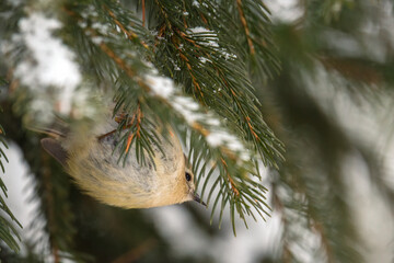 a goldcrest, regulus regulus, the smallest european bird, perched on a pine at a winter day 