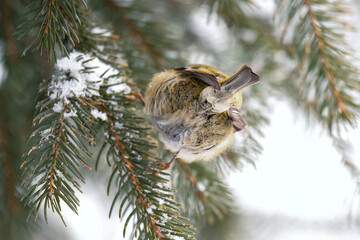 a goldcrest, regulus regulus, the smallest european bird, perched on a pine at a winter day 