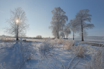Frostige Winterlandschaft mit Birken im Morgenlicht, Vereiste B&auml;ume und Gr&auml;ser liegen in einer ruhigen Winterlandschaft, w&auml;hrend die tief stehende Sonne das frostige Feld sanft beleuchtet.