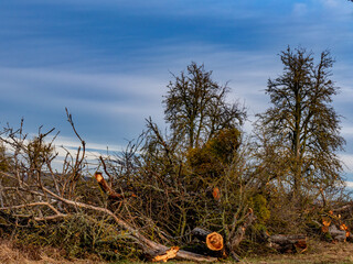 Abgestorbene und gef&auml;llte Obstb&auml;ume auf einer Streuobstwiese im Winter