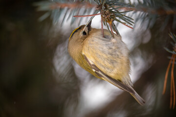 a goldcrest, regulus regulus, the smallest european bird, perched on a pine at a winter day 