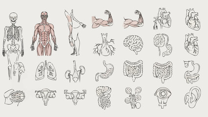 Obraz premium Collection of Human Anatomy Illustrations and Diagrams.