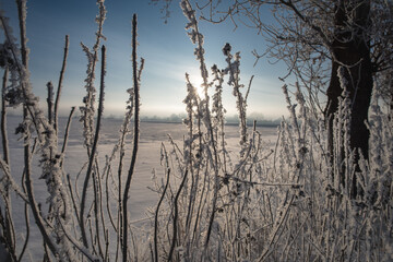 Vereiste Pflanzen im winterlichen Gegenlicht, Gefrorene Pflanzen stehen im Gegenlicht der tiefen Wintersonne und zeigen feine Eisstrukturen in einer ruhigen Landschaft.
