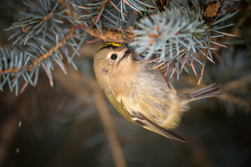 a goldcrest, regulus regulus, the smallest european bird, perched on a pine at a winter day 