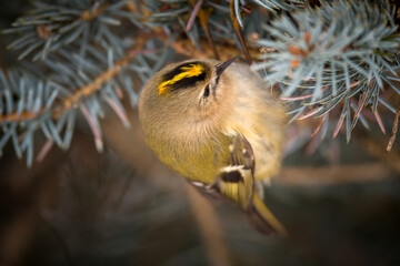 a goldcrest, regulus regulus, the smallest european bird, perched on a pine at a winter day 