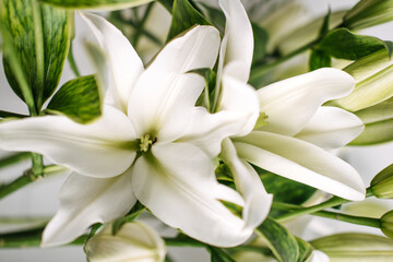 Large white lily with green center and dark stamens blooms among lush green leaves. Flower...