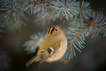 a goldcrest, regulus regulus, the smallest european bird, perched on a pine at a winter day 