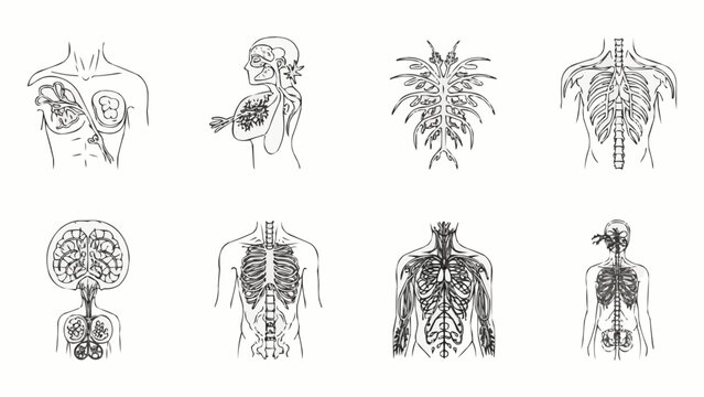 Collection of human anatomy illustrations showing various internal organs and systems.