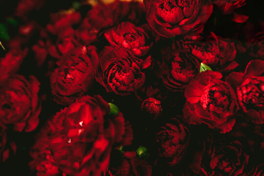 Close up of deep red carnations in dense arrangement. Moody florals, dark romanticism, luxury floral design, gothic aesthetic.