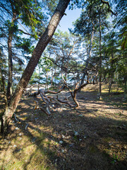 Kurviger Baum auf der Insel &Ouml;land