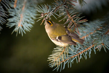 a goldcrest, regulus regulus, the smallest european bird, perched on a pine at a winter day 