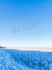 Frozen Beach with Wavy Ice Patterns and Flock of Ducks Flying Above at Gahlkow