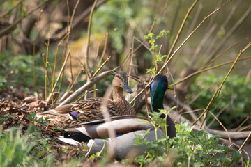Female duck with mottled brown feathers stands gracefully on the ground, surrounded by lush greenery, showcasing the beauty of wildlife in a natural habitat