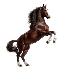 Brown horse rearing in dynamic motion with flowing mane in dramatic studio lighting for equestrian advertising