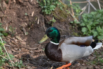 Obraz premium Female duck with mottled brown feathers stands gracefully on the ground, surrounded by lush greenery, showcasing the beauty of wildlife in a natural habitat