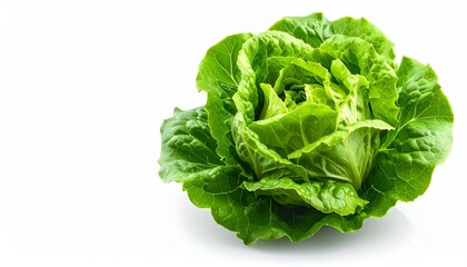 Fresh green butter lettuce head isolated on a clean white background. Healthy organic raw vegetable, ingredient for diet salad, vitamins and nutrition. Close-up studio shot with ample copy space.