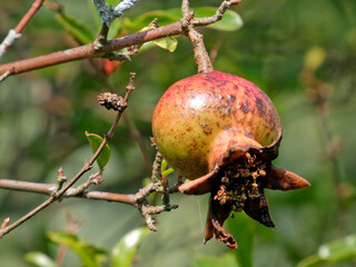 Gros plan sur le fruit du grenadier,  arbuste arrondi aux remarquables fleurs rouge vif, en entonnoir, suivies de gros fruits sph&eacute;riques comestibles
