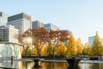 Obraz premium 和田倉噴水公園と黄葉のイチョウ並木と丸の内ビル群