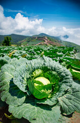 Landscape image of a freshly growing cabbage in the garden at daytime.