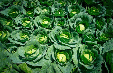 Landscape image of a freshly growing cabbage in the garden at daytime.