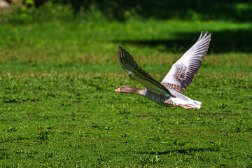 The flying greylag goose, Anser anser is a species of large goose
