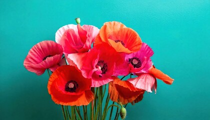 Vibrant Pink and Red Iceland Poppies Bouquet Against Bright Turquoise Background