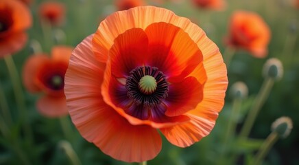 Poppy flower from a top view
