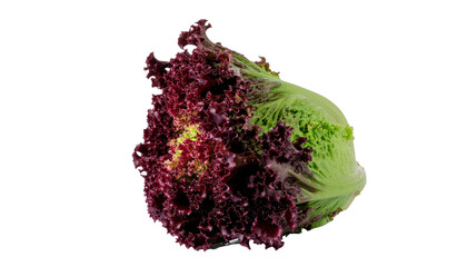 A small Vivid Fresh Red Oak Leaf Lettuce Head contain  red and green organic matter with some brown spots is visible in the image pure white background cutout