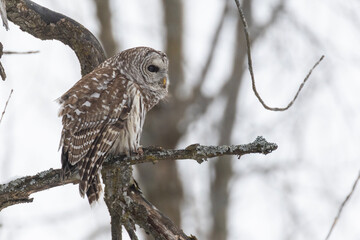 barred owl (Strix varia) in winter