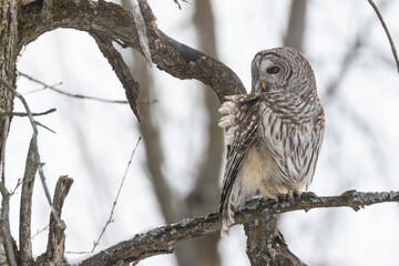 barred owl (Strix varia) in winter