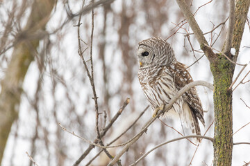 barred owl (Strix varia) in winter