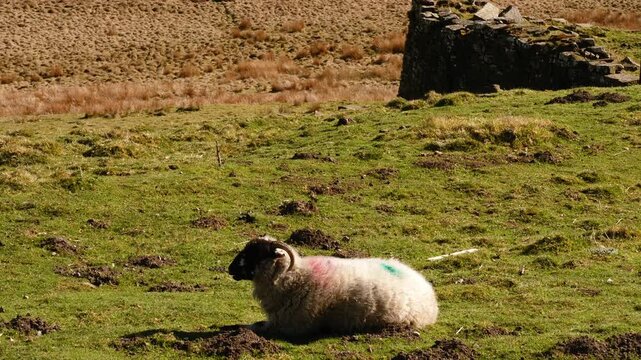 Solitary sheep eating in Peak District farmland Holmfirth countryside