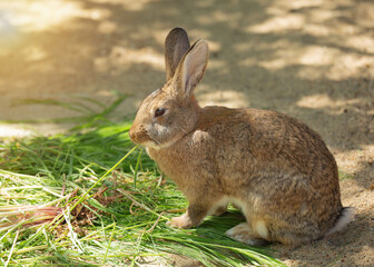 Fototapeta premium Close-up side view of a cute, fluffy, brown domestic rabbit or wild hare sitting in the shade of a tree, nibbling on some healthy green vegetation with blurred natural background.