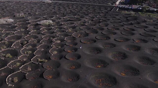 Aerial view of La Geria, Lanzarote, Canary Islands. Round pits with stone walls, orange vine remnants, shrubs, and a lone walker appear in clear daylight.