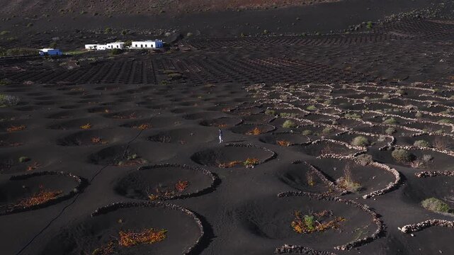 Aerial scene shows La Geria volcanic fields in Lanzarote, Spain. A person walks among stone pits, yellow vine foliage, dark lapilli, cones, and white farmhouses.
