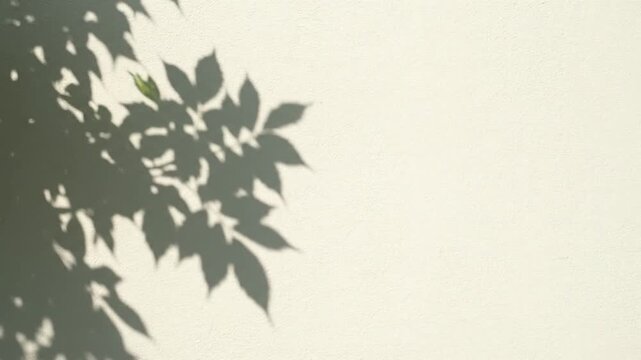 abstract shadow of green leaves moving on a white textured wall gentle breeze outdoors