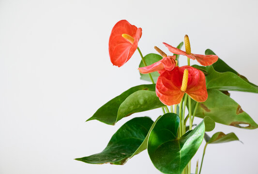 House plant Anturium with damaged leaves.
