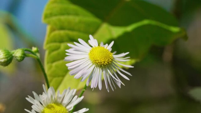 Thin stems of annual daisy sway in the wind, while its small flowers with white petals and golden canters are scattered across a green carpet.