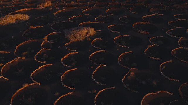 Aerial pan shows semicircular stone walled pits in La Geria, Lanzarote. Warm sunlight skims black picon as grapevines grow in zocos, revealing human adaptation.