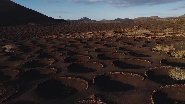 Aerial pan across La Geria on Lanzarote, Canary Islands, showing circular stone walled vine pits, dark volcanic ash, a lone palm, and distant conical volcanic hills in low golden light.