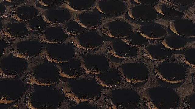 Aerial view of La Geria vineyards on Lanzarote, Canary Islands. The camera sweeps over volcanic ash pits with stone walls, sunlit rims, and sparse vine shoots.