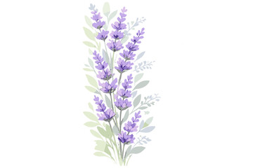 Obraz premium Watercolor lavender plants with green leaves on white background