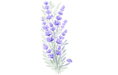 Obraz premium Watercolor lavender illustration with delicate purple blooms and green leaves