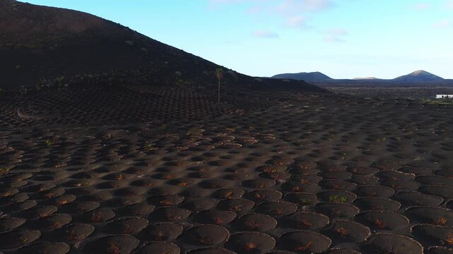 Aerial view of La Geria vineyards on Lanzarote, Canary Islands, with circular stone pits, low vines, a lone palm, a distant white building, and soft low light.