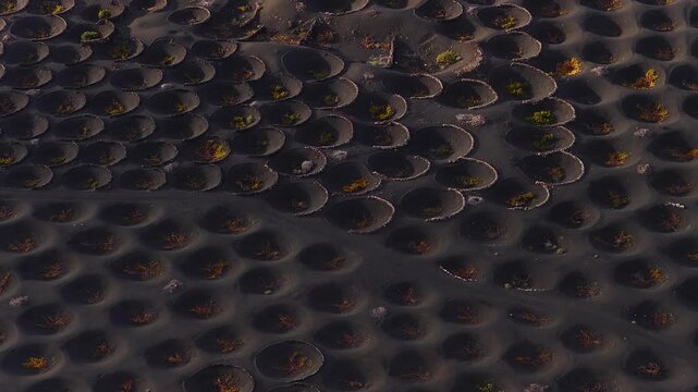 Aerial view shows La Geria vineyards on Lanzarote, circular pits in black ash with stone walls. Camera sweeps overhead in warm low light, rows and paths are visible.