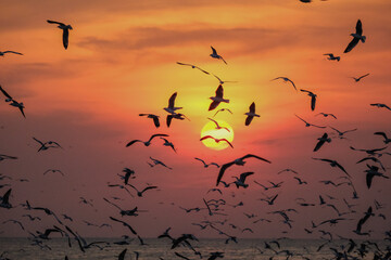 birds on sunset