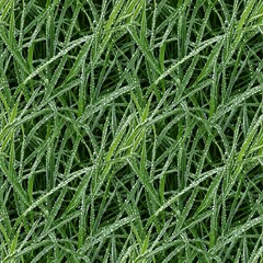 Fresh green grass with dew drops in the morning