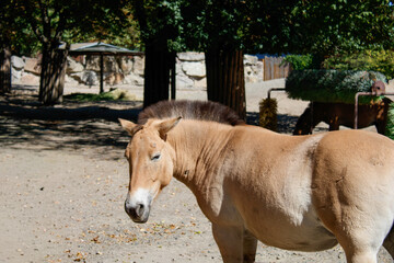 horses in the zoo, Kyiv, rare species, Przewalski's horse