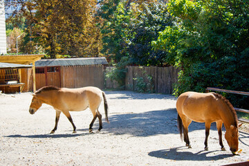 horses in the zoo, Kyiv, rare species, Przewalski's horse